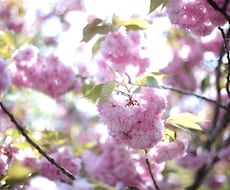コラム書きます 健康、介護、結婚、離婚、仕事、育児、公務員、病院、親子留学