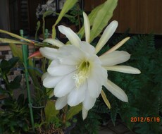 水虫を確実に除菌します イメージ1