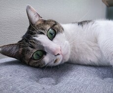 ねこがあなたの悩みを聞きます 猫生が波乱万丈な元野良猫の月見さんがお話聞きます