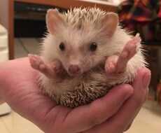プレミアプロで動画編集をします イメージ1