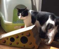 写真データを絵画風に加工します イメージ1