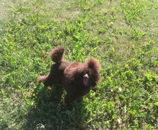 ご愛犬の健康・病気・お悩み・相談受付ます イメージ1