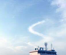 占いの結果をもとにアドバイスいたします 看板猫(とスピリチュアルヒーラーず)による猫毛占い