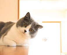 初回限定★価格 ペットと対話5往復までお答えします ペットがどう思っているか知りたい！を叶えます。
