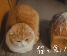 猫を使った商品撮影行います あなたの商品や売り出したいものを猫を使って撮影しませんか