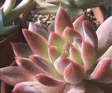多肉植物のトラブル解決します イメージ1