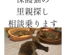 保護猫の里親探しをサポートします 動物看護師が丁寧にアドバイスします