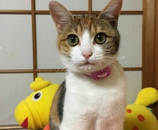 保険・ほけんの?を解決させます 保険のことが分からない方やこれから保険を考えたい方必見です！