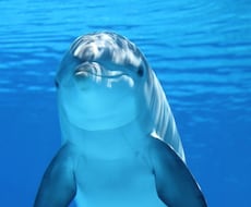貴方の内在神【ハイヤーセルフ】が主導しワークします ソース（高次元、創造主）から降ろされたツールを使います❤