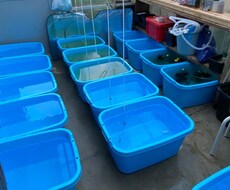 ペットショップ店員がメダカの飼育お答えします イメージ1