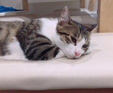 家で飼っている猫の話を聞きます イメージ1