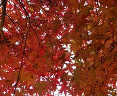 あなたの好きな事、得意な事教えて頂きます イメージ1