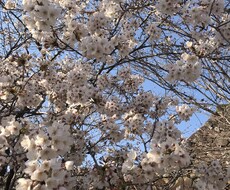 恋の相談乗ります イメージ1