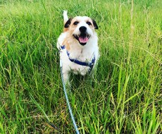愛犬の悩み聞きます イメージ1