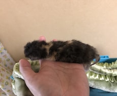 犬猫のお手入れの仕方、相対にのります イメージ1