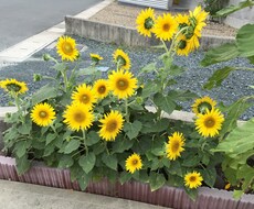 『ストレス社会のあなたに』ストレスや愚痴をいっぱい話してください！真剣に耳を傾けます！ イメージ1