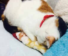 飼い猫の気持ち教えます 飼っている猫を懐かせたいあなたへ