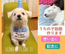 うちの子動画作ります 大切なワンちゃん、ねこちゃん想い出動画作りませんか