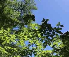 自律神経の整え方教えます イメージ1
