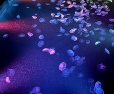 綺麗なお魚の写真を買うことができます イメージ1