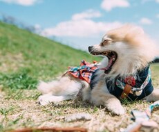 あなたのペットの問題行動解決します イメージ1