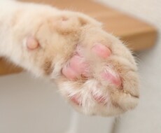 動物に関する記事作成します イメージ1