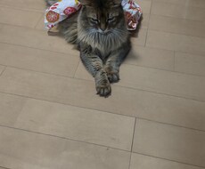 あなたのお話し優しく丁寧に受け止めます イメージ1