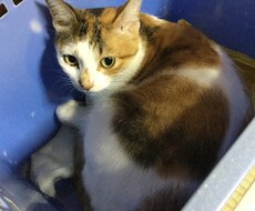 あなたの 悩み 何でも聴きます イメージ1