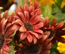 現役フローリストがお花屋さんへの道を一緒に考えます イメージ1