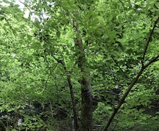 秘密の恋愛してるかた限定で占います 気になる人の気持ちを確認したい方。