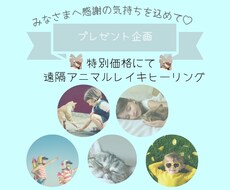 遠隔アニマルレイキヒーリングで癒します 期間限定☆皆様への感謝の気持ちを込めて♡プレゼント企画です♪