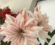 転売ヤー目指してる方に仕入先教えます イメージ1