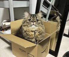 大事なペットのかわいい自慢聞きます イメージ1