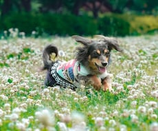 ペットの可愛い表情を撮影します ペットとの大切な日常の思い出を写真に残しませんか？