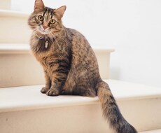 ペットの気持ちをお伝えします ペットの気持ちを霊視しお伝えします。