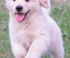飼い犬今以上にお利口さんにしてみせます イメージ1