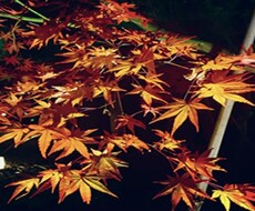 紅葉を見に行きます イメージ1