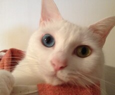 ワンコインで７日間の運勢を占います 占う対象の７日間はお客様が決められます。猫と一緒に占います。