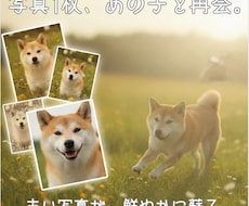 写真から虹の橋のあの子と再会する動画を作ります イメージ1
