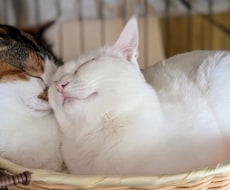 猫さんがほぐれる猫マッサージのツボ教えます イメージ1