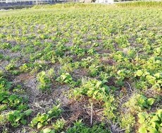 自然栽培の方法教えます、農業の相談乗ります 農業始めたい方に無農薬、無肥料での野菜の育て方教えます！