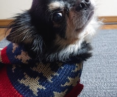 ありのままの姿でモデル(犬)やります イメージ1