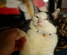 食べ物、猫、景色の写真撮ります売ります イメージ1