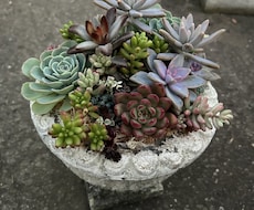 植物の画像を見ながらアドバイスします