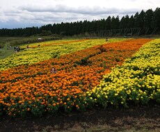 パニック障害の辛さおききします イメージ1