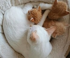 悩み、子育ての相談など伺います イメージ1