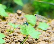 アクアリウムについてお応え致します イメージ1