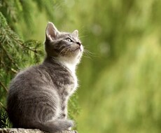 誰かとちょこっと話したい時、5分でもお話を聞きます イメージ1