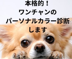 愛犬のパーソナルカラー診断させていただきます イメージ1