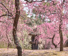 京都や海外の美しい写真を提供いたします イメージ1